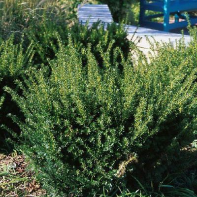 Тис средний Фэирвью Тис средний Фэирвью фото