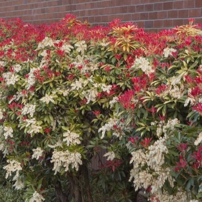 Пиерис японский Прелюдия Пиерис японский Прелюдия - Dolina-Sad.Ru