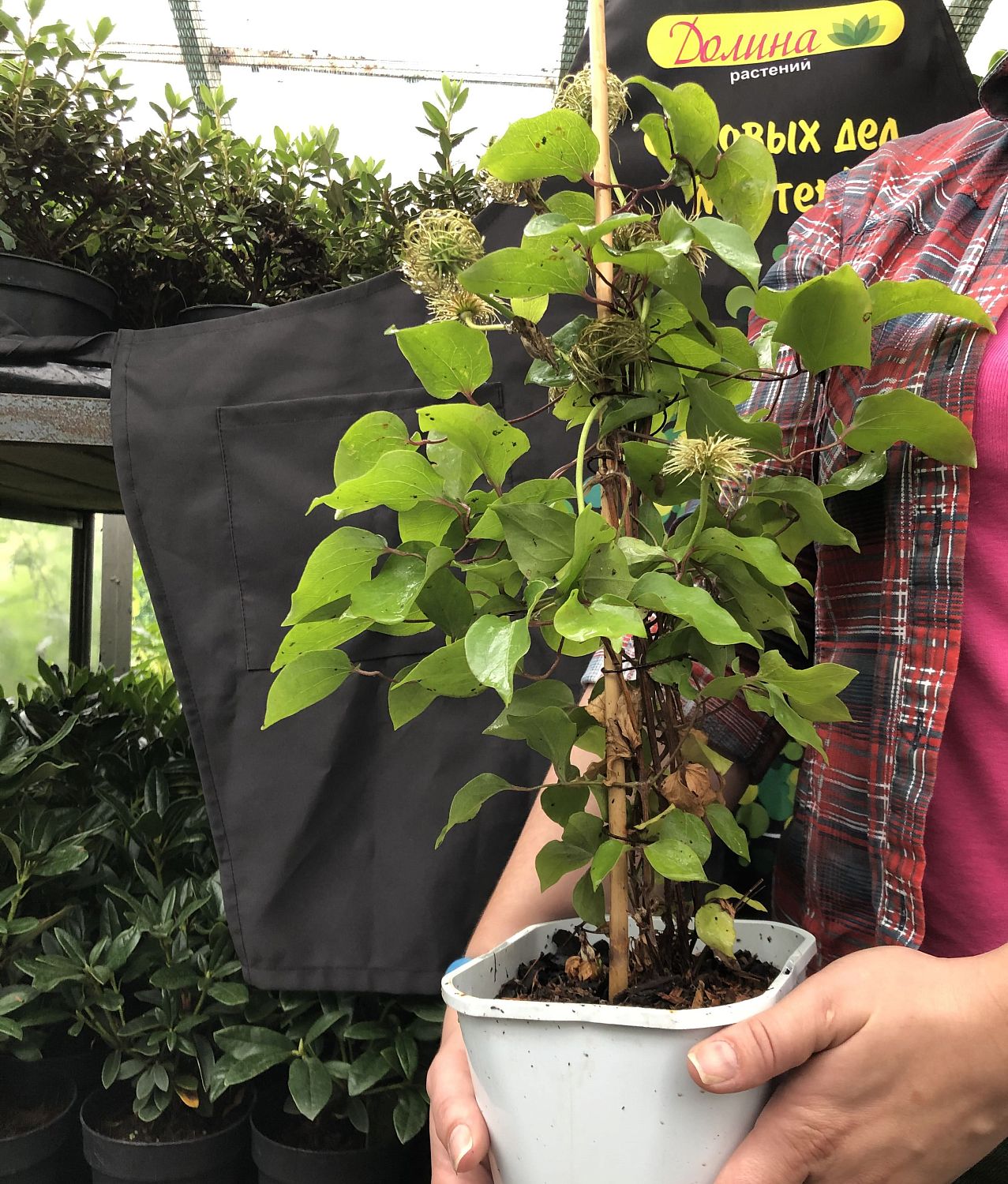 Клематис Прэкокс Клематис Прэкокс фото