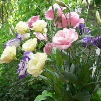 Эустома Золушка F1, клумба Эустома Золушка F1, клумба фото