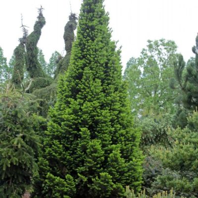 Пихта белая Пирамидалис Пихта белая Пирамидалис фото