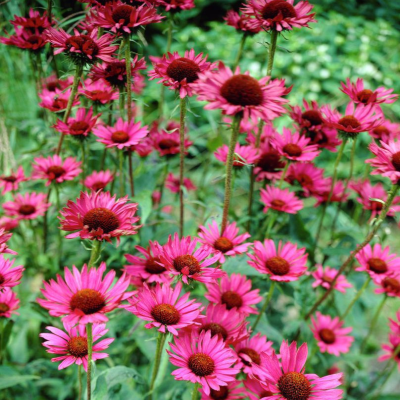 Эхинацея пурпурная Винтаж Вайн - Dolina-Sad.Ru