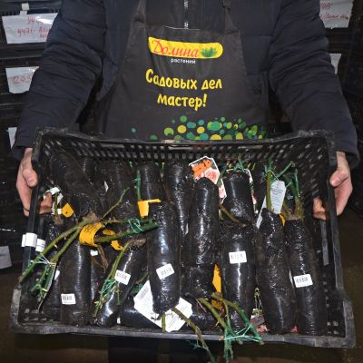 Роза Афродита 1 Роза Афродита 1 - Dolina-Sad.Ru