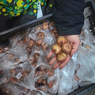 Гладиолус Румба Фриззл Гладиолус Румба Фриззл фото