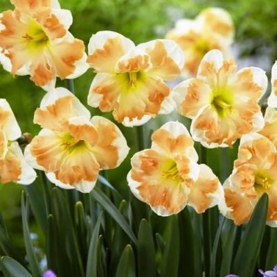 Нарцисс Кум Лауде фото