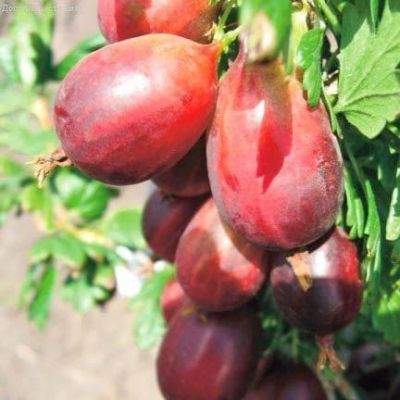 Крыжовник Машека фото