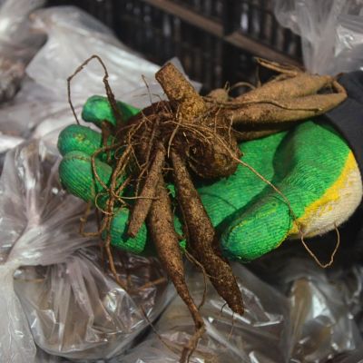 Георгина Таити Санрайз Георгина Таити Санрайз фото