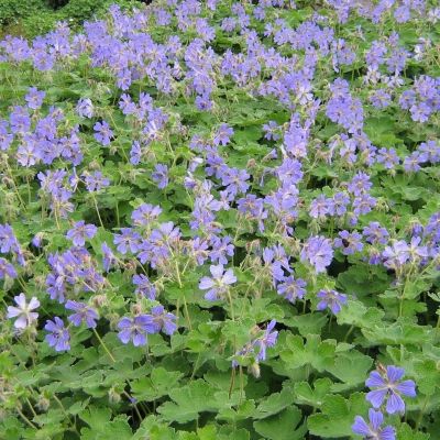 Герань Филипп Ваппель - Dolina-Sad.Ru