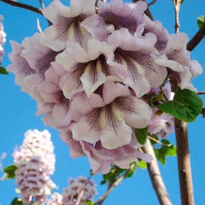 Павловния войлочная Павловния войлочная - Dolina-Sad.Ru