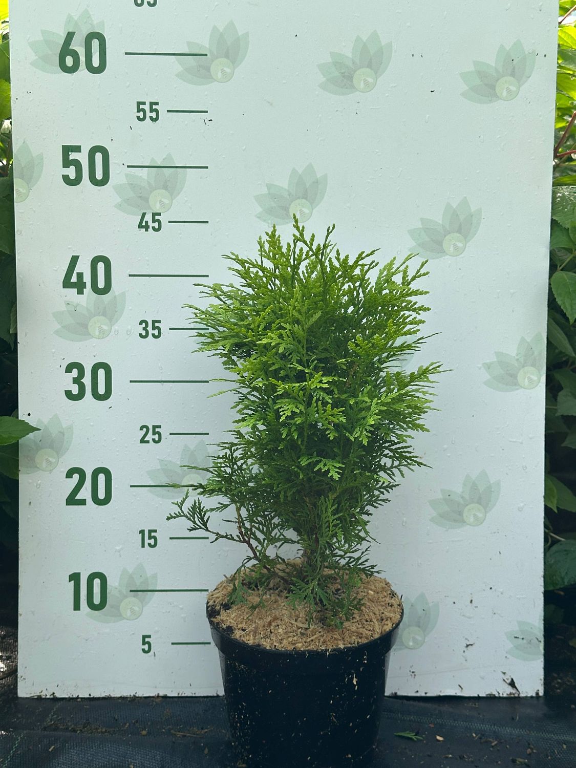 Туя западная Глобоза Ауреа, С2 Туя западная Глобоза Ауреа, С2 - Dolina-Sad.Ru