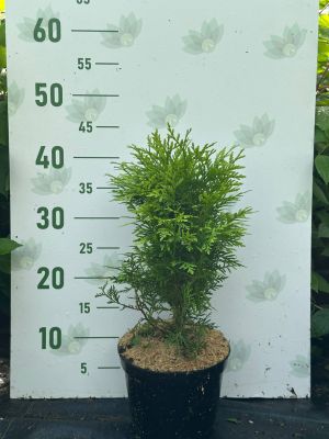 Туя западная Глобоза Ауреа, С2 Туя западная Глобоза Ауреа, С2 - Dolina-Sad.Ru