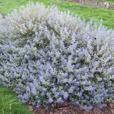 Кариоптерис кландонский Стерлинг Сильвер - Dolina-Sad.Ru