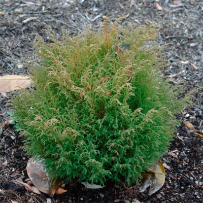 Микробиота перекрестнопарная Якобсен Микробиота перекрестнопарная Якобсен - Dolina-Sad.Ru