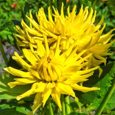 Георгина Еллоу Стар Георгина Еллоу Стар - Dolina-Sad.Ru