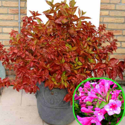 Вейгела цветущая Вингс оф Файер Вейгела цветущая Вингс оф Файер фото