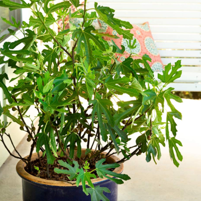 Инжир Литтл Мисс Фигги фото