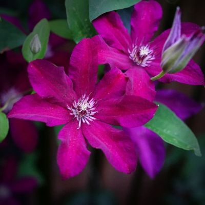 Клематис Стасик Клематис Стасик - Dolina-Sad.Ru