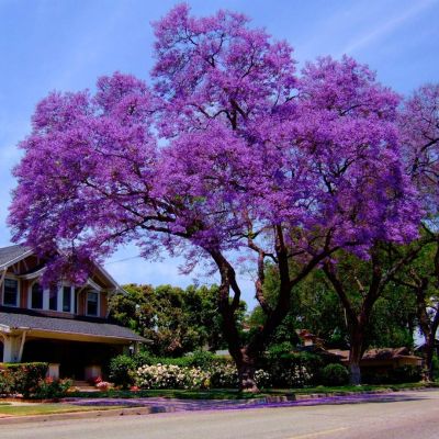 Павловния войлочная Павловния войлочная - Dolina-Sad.Ru