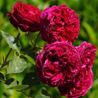 Роза Фальстаф Роза Фальстаф - Dolina-Sad.Ru