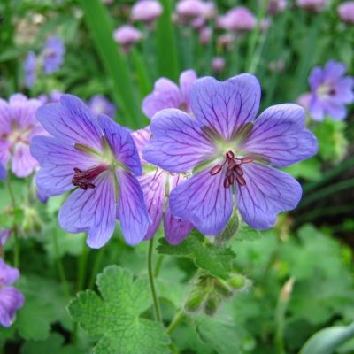 Герань Филипп Ваппель - Dolina-Sad.Ru