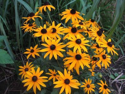 Рудбекия блестящая Голдштурм фото