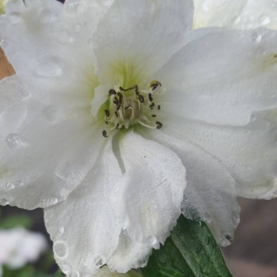 Дельфиниум "Эскалибур Пур Вайт" Дельфиниум "Эскалибур Пур Вайт" фото