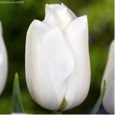 Тюльпан Уайт Дрим Тюльпан Уайт Дрим фото