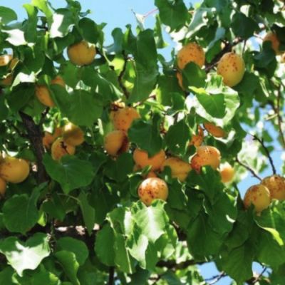 Абрикос Жердела Абрикос Жердела - Dolina-Sad.Ru