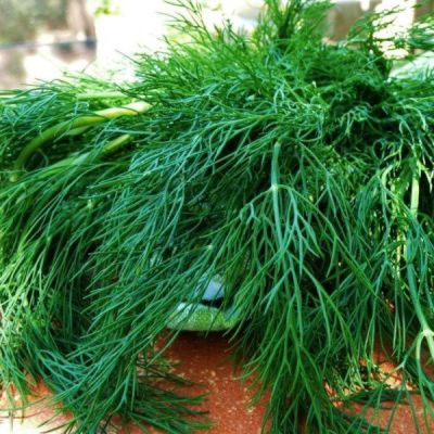 Укроп Русский гигант 2,0 г серия Русский богатырь Укроп Русский гигант 2,0 г серия Русский богатырь фото