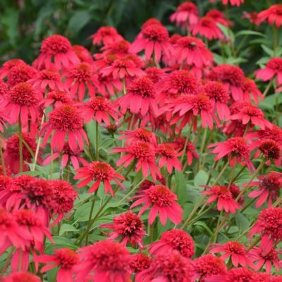 Эхинацея Дабл Скуп Кранберри Эхинацея Дабл Скуп Кранберри - Dolina-Sad.Ru