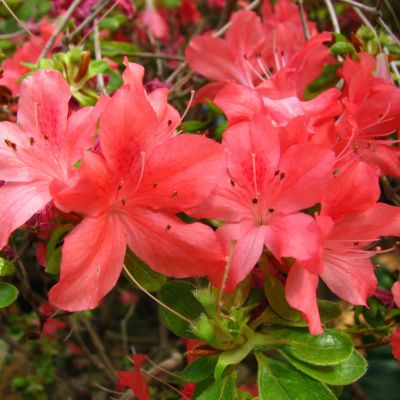 Рододендрон японский Эдди Вери Рододендрон японский Эдди Вери - Dolina-Sad.Ru