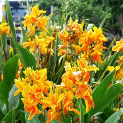 Канна Йеллоу Кинг Хамберт - Dolina-Sad.Ru