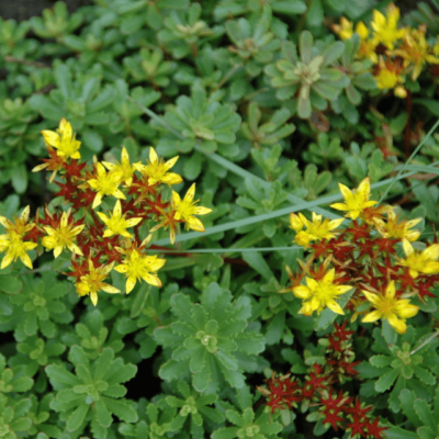 Седум цветоносный Вейхенстефандер Голд Седум цветоносный Вейхенстефандер Голд фото