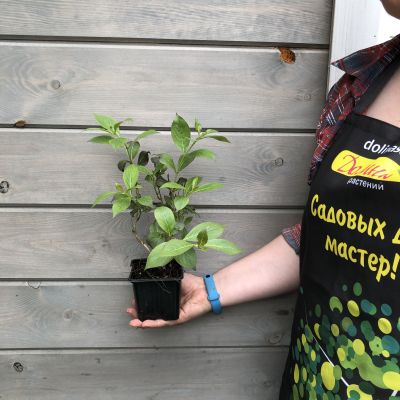 Вейгела цветущая "Танго" Вейгела цветущая "Танго" фото