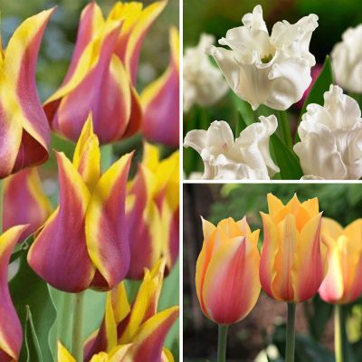 Набор 9195 Набор 9195 фото