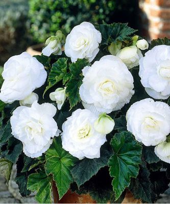 Бегония Бутон Розы фото