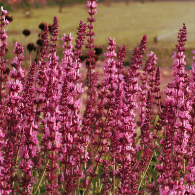 Шалфей дубравный Розеа фото