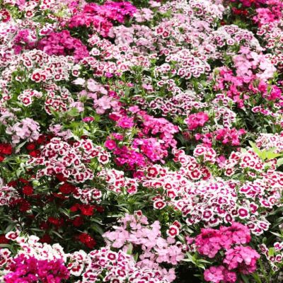 Гвоздика Турецкая Индийский ковер Гвоздика Турецкая Индийский ковер фото