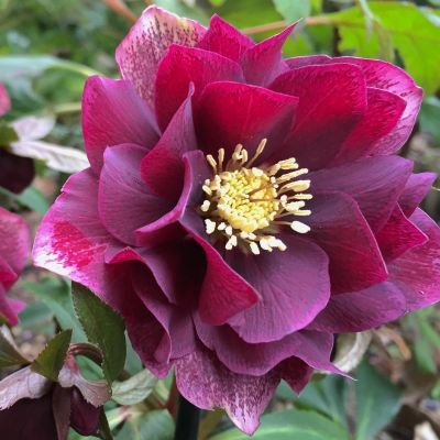 Морозник Дубль Хубридс Ред Промис - Dolina-Sad.Ru