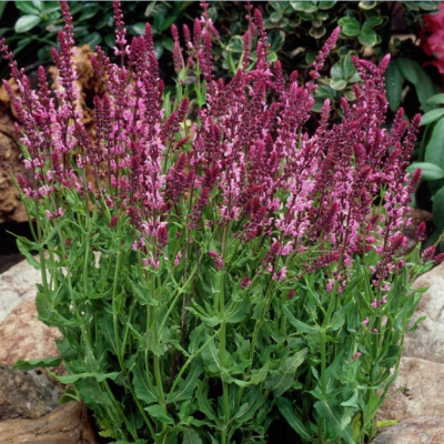 Шалфей дубравный Розеа фото