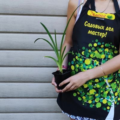 Лилейник Калико Джек Лилейник Калико Джек фото