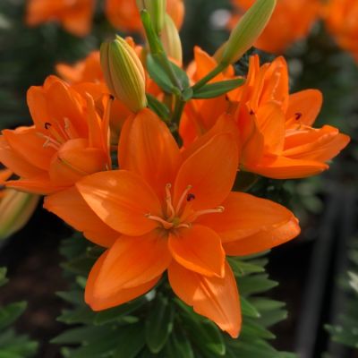 Лилия Дабл Тини Лилия Дабл Тини - Dolina-Sad.Ru