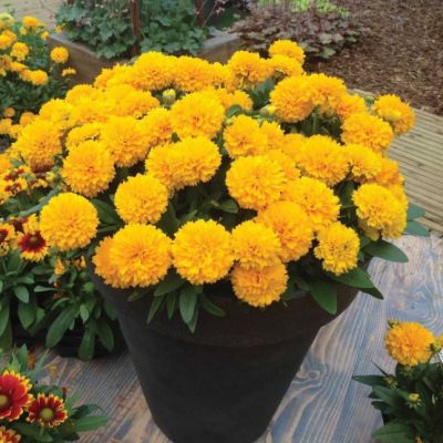 Кореопсис Грандифлора Солана Голден , x Кореопсис Грандифлора Солана Голден , x фото