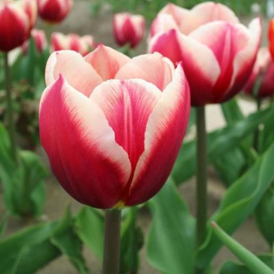 Тюльпан Поул Позишн Тюльпан Поул Позишн фото