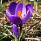Крокус Флавер Рэкорд Крокус Флавер Рэкорд фото
