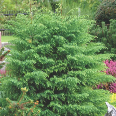 Криптомерия японская Элеганс Виридис фото