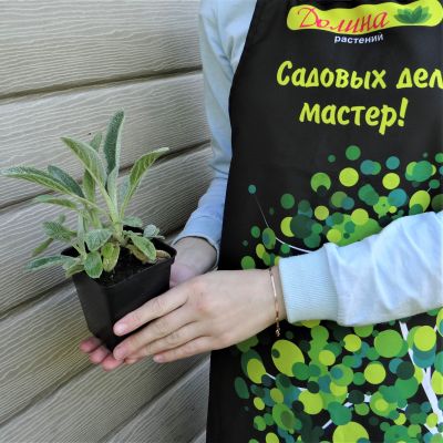 Чистец византийский Чистец византийский фото