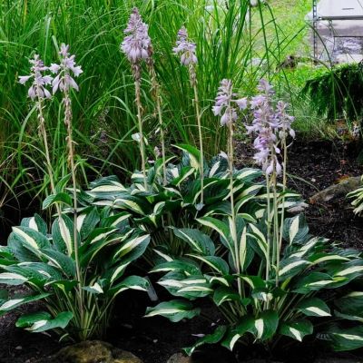 Хоста Уайт Бикини Хоста Уайт Бикини - Dolina-Sad.Ru