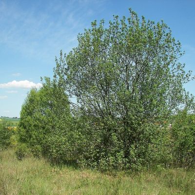 Ива козья, С3 - Dolina-Sad.Ru