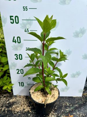 Гортензия метельчатая Дарума, С2 - Dolina-Sad.Ru